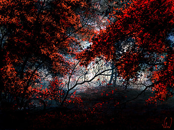 Trees, Art, Autumn, Forest, Bicycle HD wallpaper