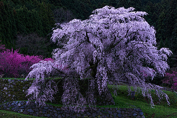 Flowering Tree, purple, nature, flowers, tree HD wallpaper
