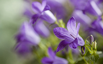 Plant, Macro, Petals, Blur, Smooth HD wallpaper