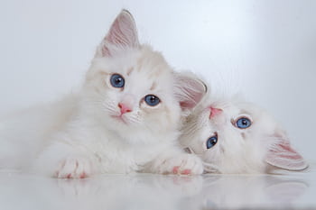 Cute white kittens with blue eyes relaxing on a studio floor. Perfect for pet lovers. HD wallpaper