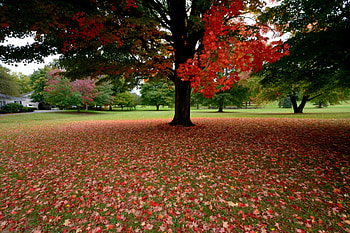 Autumn Everywhere, beautiful autumn, autumn colors, autumn leaves, scenic autumn, autumn trees HD wallpaper