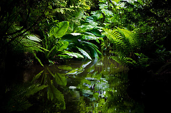Amazing facts, Amazon Rainforest HD wallpaper