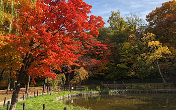 Autumn in the Park, trees, autumn, pond, park HD wallpaper