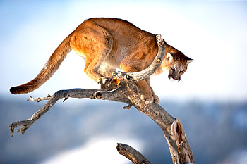 puma for jasnas, mountain lion, animals, mammal, puma, cat HD wallpaper