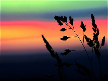 Bright Colours, bright, green, red, colours, colour HD wallpaper