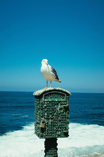 Seagull, Bird, Mobile HD phone wallpaper