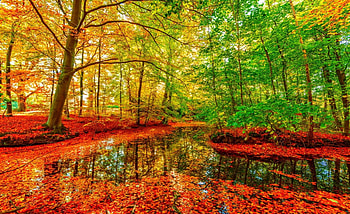 October, colorful, glow, colors, nice, reflection, shine, autumn, golden, fall, beautiful, tree, falling, leaves, mirrored, pretty, branches, nature, lovely, foliage HD wallpaper