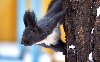 Animals, Squirrel HD wallpaper