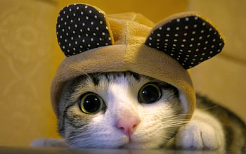Animals, Cats HD wallpaper