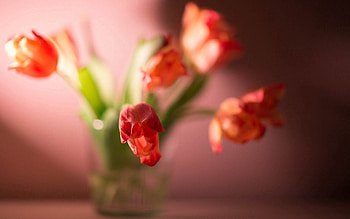 Flowers, Plant, Macro, Tulip HD wallpaper
