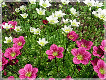 flowers, white, gentle, graphy, beautiful, grass, nice, purple, flower, green, cool, nature HD wallpaper