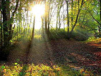 Beaming Through, trees, leaves, sun, forest HD wallpaper