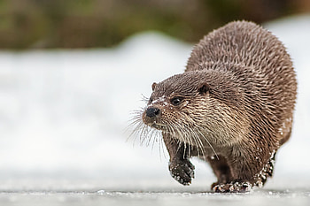 Various otter , Oceanic delight, Explore their world, Nature's playful wonders HD wallpaper