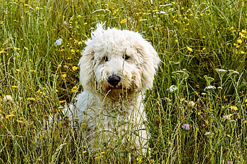 Animals, Grass, Dog, Goldendoodle, Goldendudl HD wallpaper