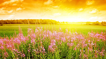 summer-flowers, summer, nature, flowers, lovely, nice HD wallpaper
