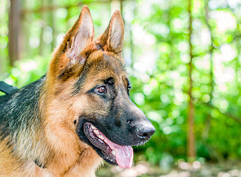German shepherd, dog, sweet, animal, dogs, cute, beautiful, puppys, puppy, pretty, animals, lovely HD wallpaper