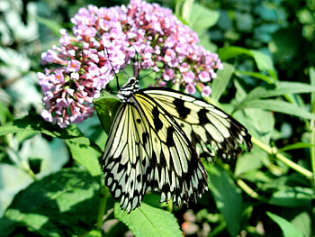 Butterflies, Insects HD wallpaper