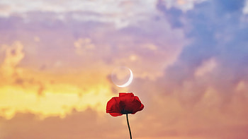 Red Rose , rose, flowers HD wallpaper
