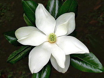 White Magnolia, Flower , Better HD wallpaper
