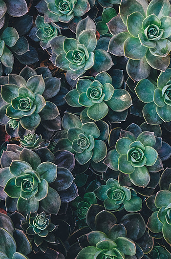 Flowers, Plant, Succulents, Echeveria, Ekheveria HD phone wallpaper