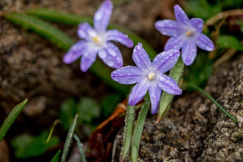 After Rain, purple, delicate, rain, flowers, after HD wallpaper
