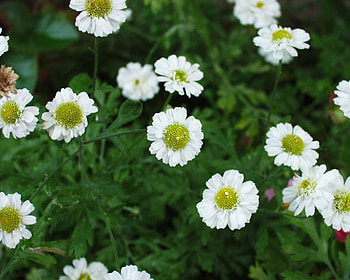 Little white flowers, white, nature, flowers, lovely HD wallpaper