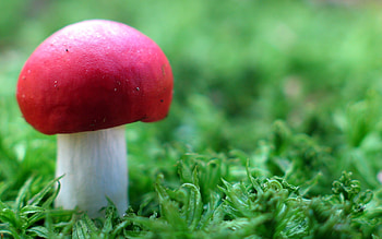 Plants, Mashrooms HD wallpaper