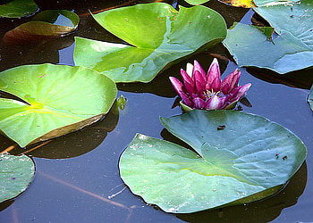 Waterlily, popular, colors, beauty, lake, green, red, nature, flowers, water HD wallpaper