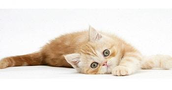 Ginger kitten rolling playfully, cats, Ginger kitten, animals, playful HD wallpaper