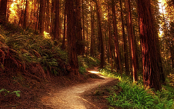 Nature, Trees, Ferns, Forest, Path, Color, Colors, Trunks, Trail, Paints HD wallpaper