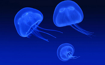 jelly, amit, omdave, matu, hrdave HD wallpaper