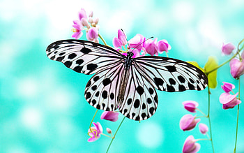Ideopsis gaura, Butterflies HD wallpaper