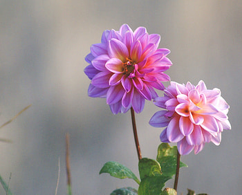 Flowers, Blur, Smooth, Dahlias, Stems HD wallpaper