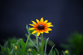 Summer, flower, bloom, yellow HD wallpaper