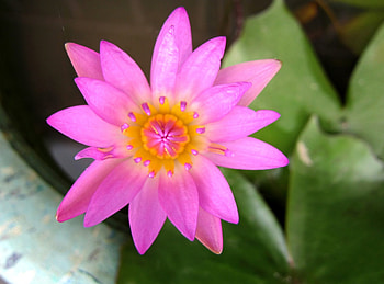 Pretty lotus, colorful, pink, pretty, lotus HD wallpaper