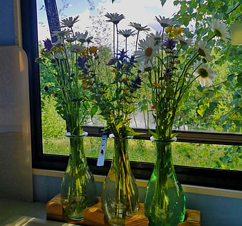 Chamomile on the windowsills, summer, chamonile, Flowers, windowssills HD wallpaper