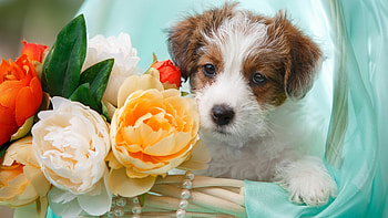 Best , , Captivating dog ry, Stunning visual impact HD wallpaper