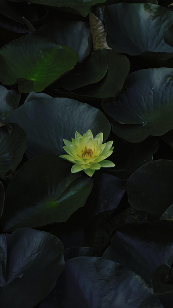 Flowers, Water, Leaves, Flower, Bloom, Flowering, Water Lily, Basin HD phone wallpaper