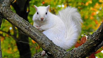 White Fur Tail Squirrel Is Standing On Tree Branch In Blur Green Background Squirrel HD wallpaper