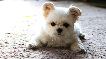Adorable Puppy, dog, animal, puppy, white, cute HD wallpaper