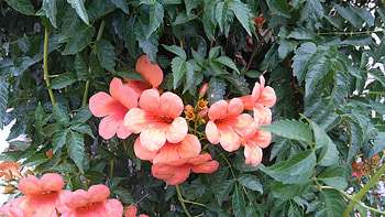 Flowers in tree, natur, leaf, flowers, green HD wallpaper