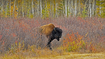 Bison, animal, nature, forest HD wallpaper