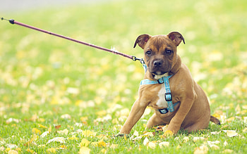 Animals, Flowers, Grass, Dog, Leash, Field HD wallpaper