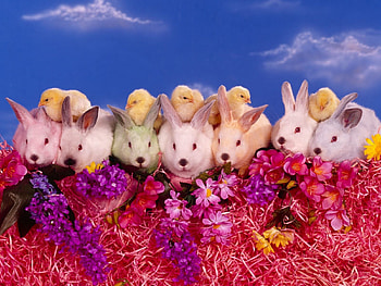 Animals, Flowers, Rabbits, Chicks, Lots Of, Multitude HD wallpaper
