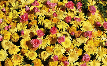 Flowers, Roses, Gerberas, Lots Of, Multitude HD wallpaper