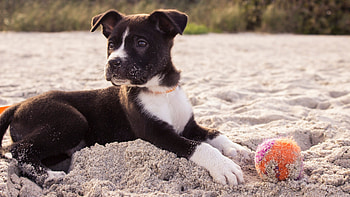Puppy U, High-quality , Stunning clarity, Immersive beauty HD wallpaper
