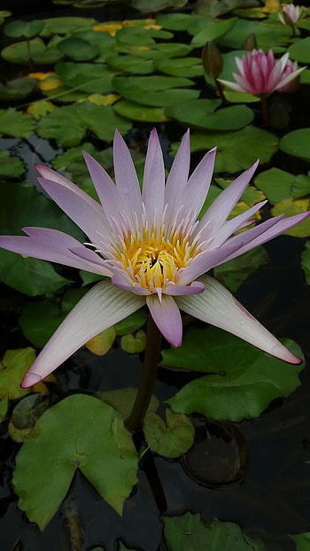 Water Lily, Light Purple, light flower HD phone wallpaper