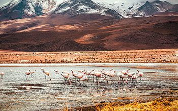 Flamingo lake of Bolivia, MacBook Air HD wallpaper