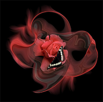 Butterfly on a Red Rose, rose, black, butterfly, magical, red, beautiful, aura HD wallpaper