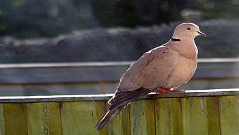 Animals, Shine, Light, Bird, Sit, Planks, Board HD wallpaper